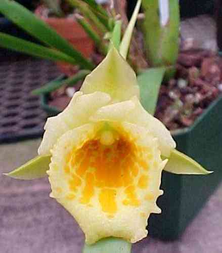 Plectrophora cultrifolia